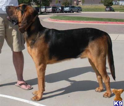 Stud Dogs - Bloodhound