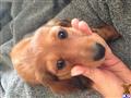 Dachshund