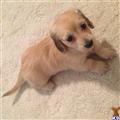 Dachshund