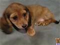 Dachshund
