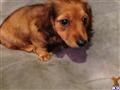Dachshund