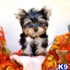 Stud Dogs - Yorkshire Terrier