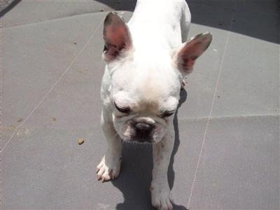 Dogs - French Bulldog