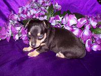 Chihuahua Puppies in TX