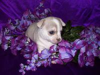 Chihuahua Puppies in TX