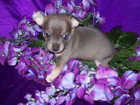 Chihuahua Puppies in TX