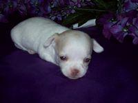 Chihuahua Puppies in TX