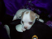 Chihuahua Puppies in TX