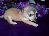 Chihuahua Puppies in TX