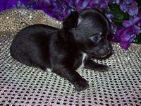 Chihuahua Puppies in TX