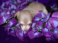 Chihuahua Puppies in TX