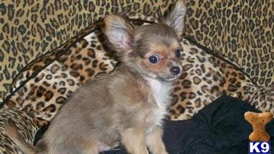 Chihuahua Puppies in TX