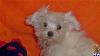 Maltese Puppies in TX
