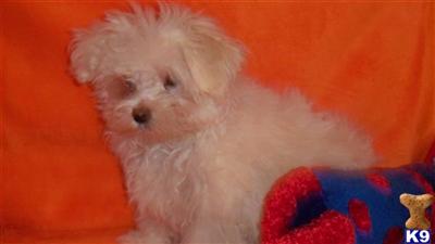 Maltese Puppies in TX