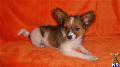 Papillon Puppies for Sale