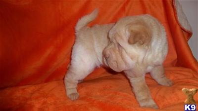 Chinese Shar-Pei Puppies for Sale