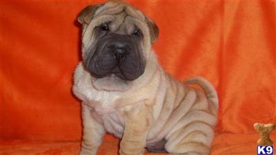 Chinese Shar-Pei Puppies for Sale