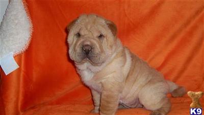 Chinese Shar-Pei Puppies for Sale
