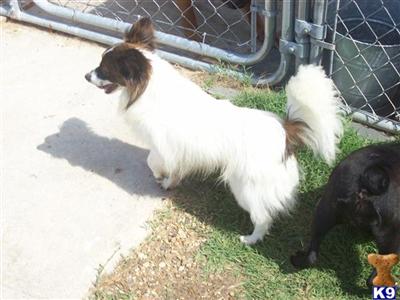 Dogs for Sale in TX