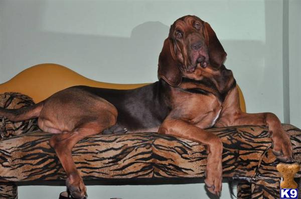 Dogs - Bloodhound