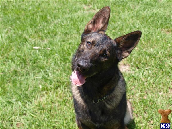 Dogs for Sale in FL