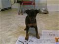 Miniature Pinscher