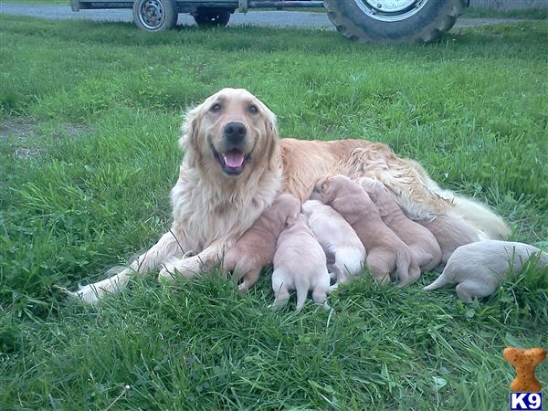 golden retriever puppies for sale. Golden Retriever Puppies in OH