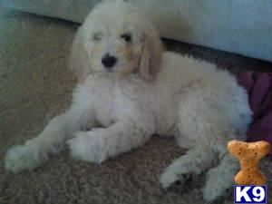 Stud Dogs - Poodle