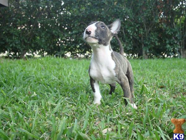 Puppies in HOUSTON