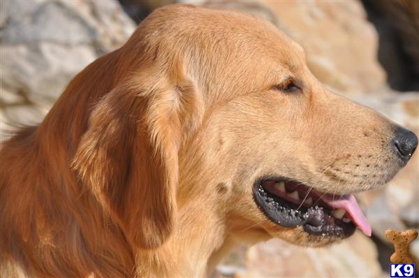 Stud Dogs - Golden Retriever