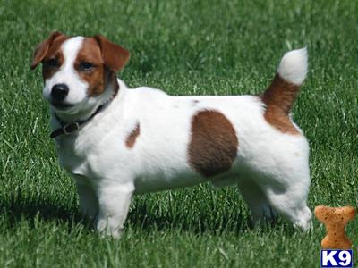 Stud Dogs - Jack Russell Terrier