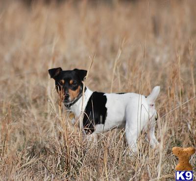 Stud Dogs - Jack Russell Terrier