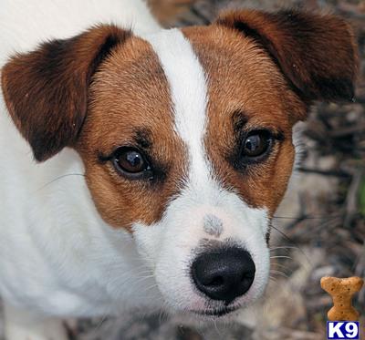 Stud Dogs - Jack Russell Terrier