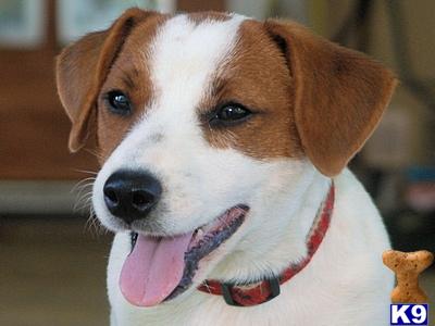 Stud Dogs - Jack Russell Terrier