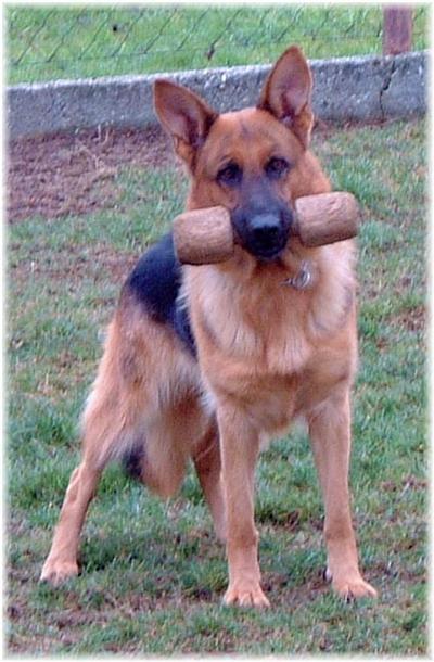 Dogs for Sale in TX