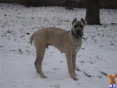 Stud Dogs - Cane Corso