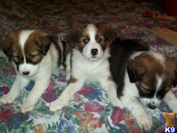 Border Collie Puppies