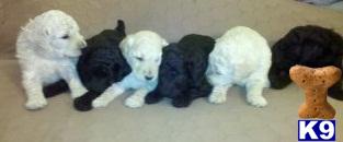 Poodle Puppies in FL