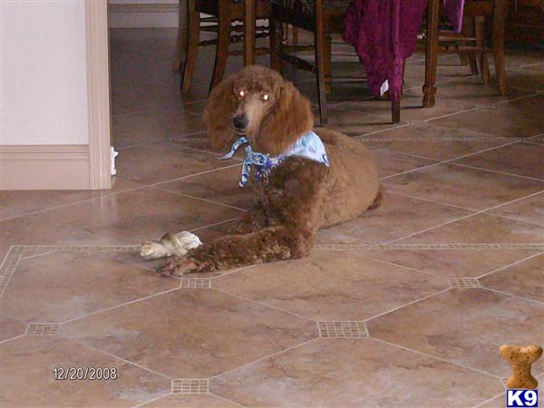 Stud Dogs - Poodle