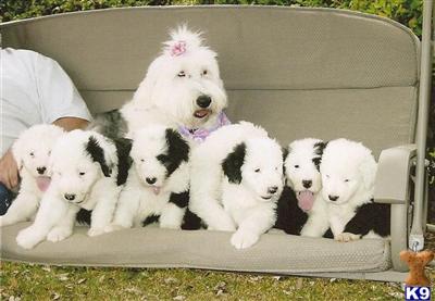 Old English Sheepdog Puppies