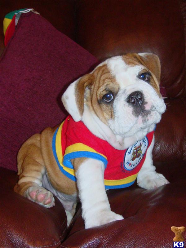 Puppies in Yucaipa