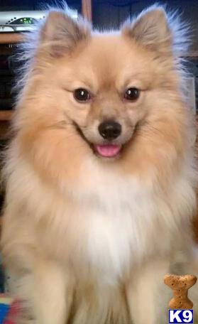 Stud Dogs - Pomeranian