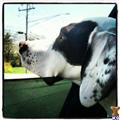 German Shorthaired Pointer