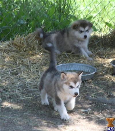 Alaskan Malamute Puppies in MT