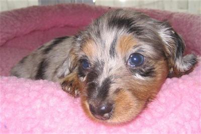 Dachshund Puppies in FL