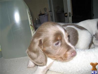 Dachshund Puppies in FL