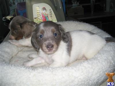 Dachshund Puppies in FL