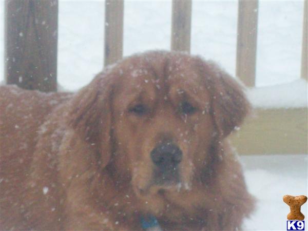 Stud Dogs in MI