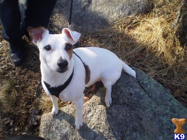 Stud Dogs - Jack Russell Terrier