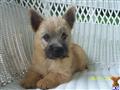 Cairn Terrier